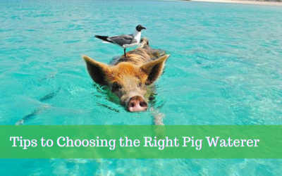 Tips to Choosing the Right Pig Waterer