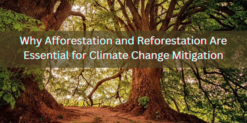 Why Afforestation and Reforestation Are Essential for Climate Change Mitigation