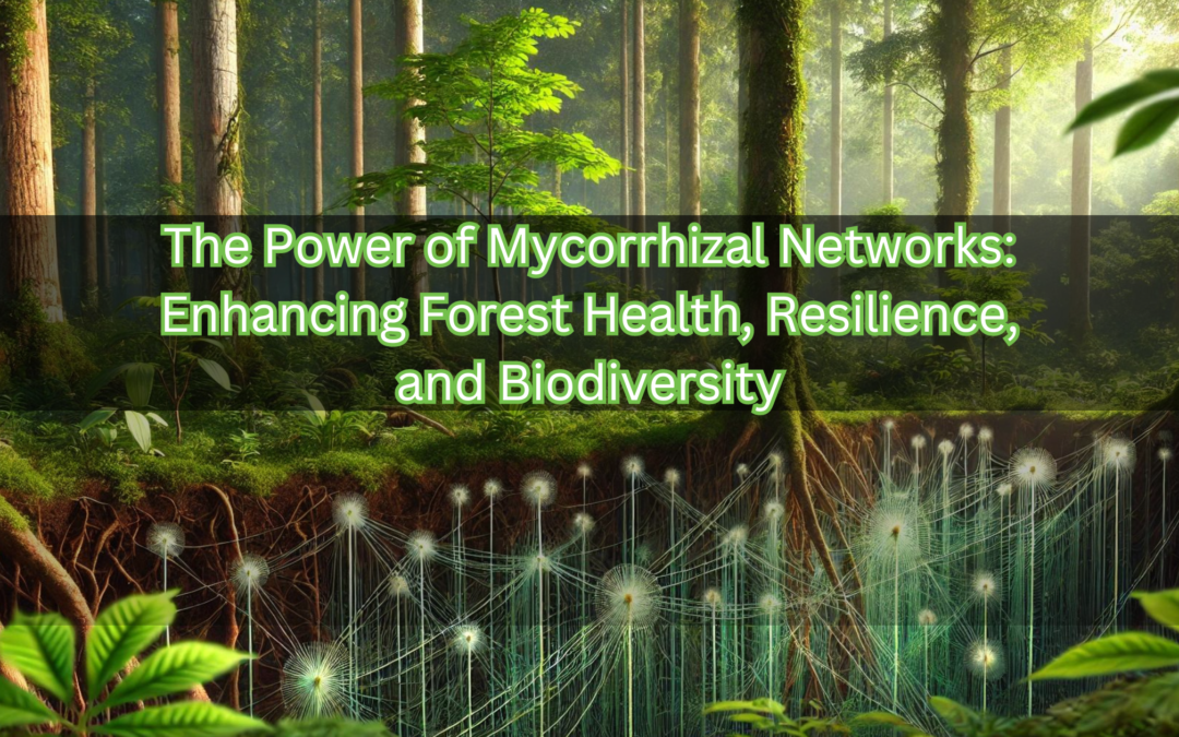 The Power of Mycorrhizal Networks: Enhancing Forest Health, Resilience, and Biodiversity