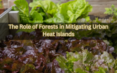 The Role of Forests in Mitigating Urban Heat Islands