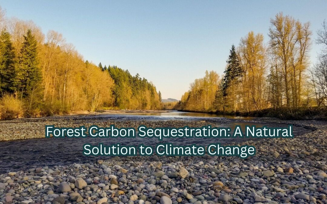 forest carbon sequestration