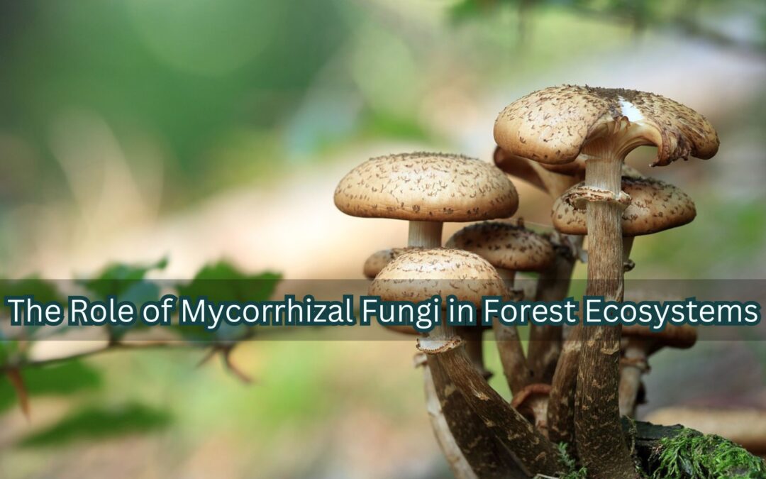 The Role of Mycorrhizal Fungi in Forest Ecosystems