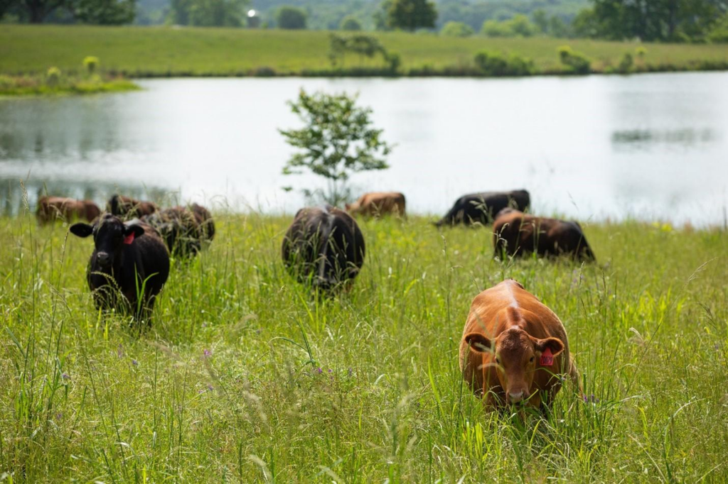 Regenerative Agriculture