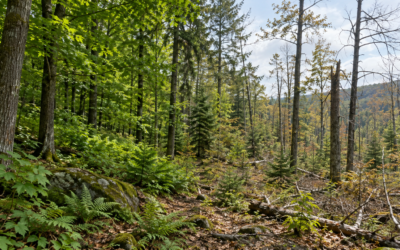 Why Trees Get Sick: Understanding Tree Diseases and Forest Ecosystem Decline